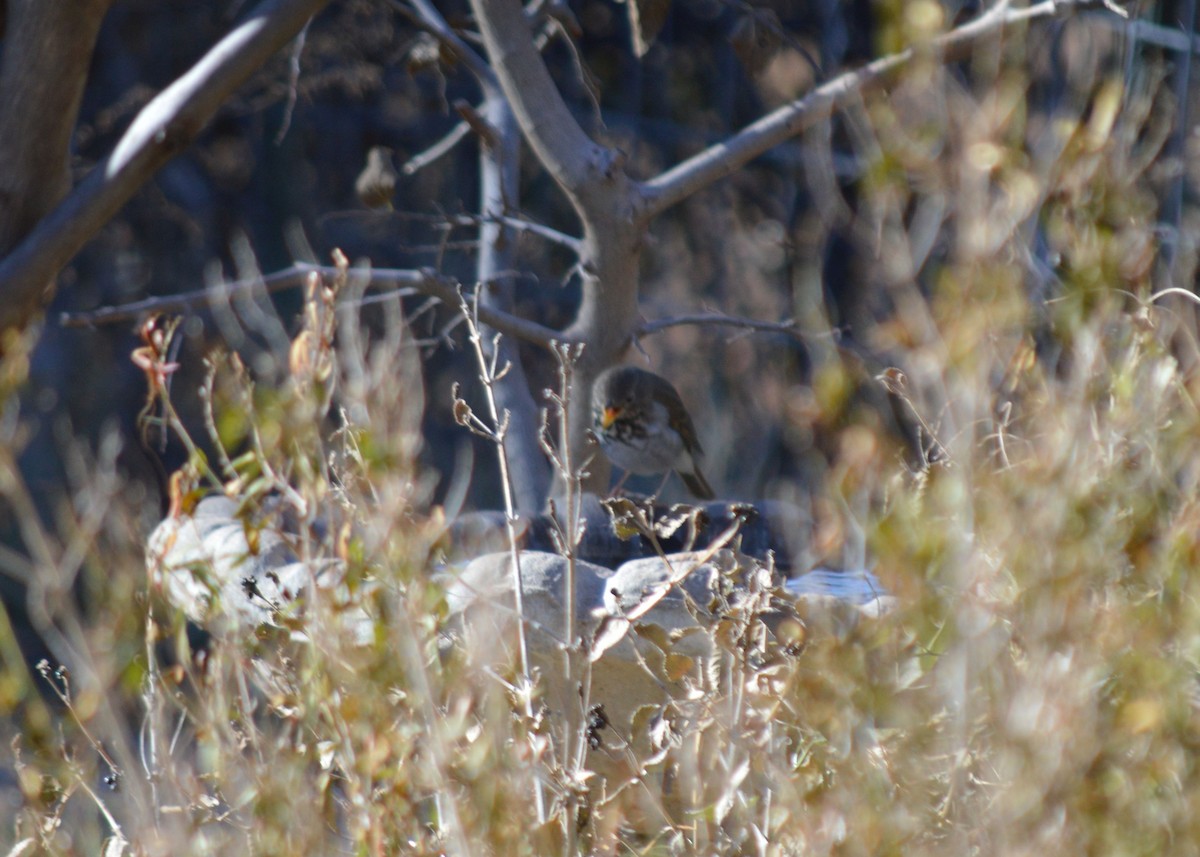 Hermit Thrush - ML646717279