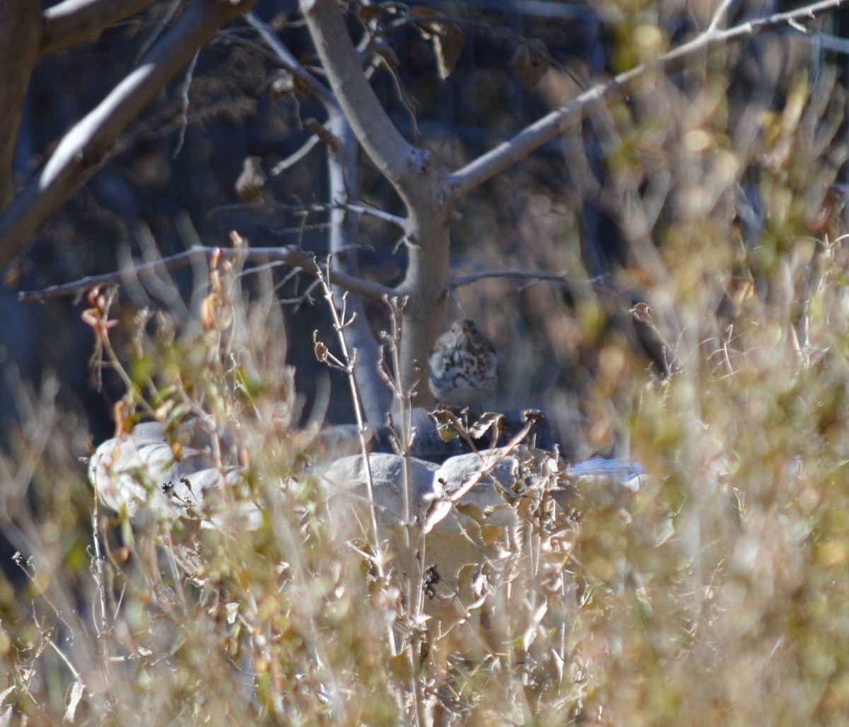Hermit Thrush - ML646717280