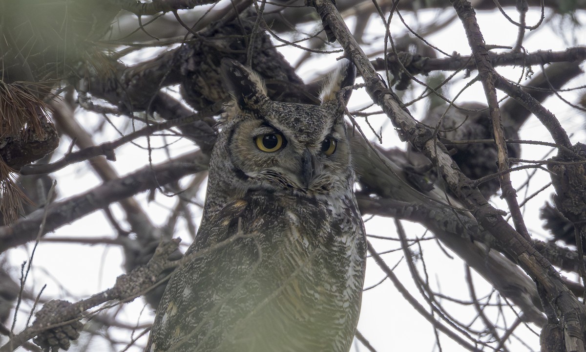 Great Horned Owl - ML646717281