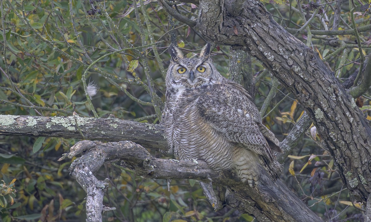 Great Horned Owl - ML646717282