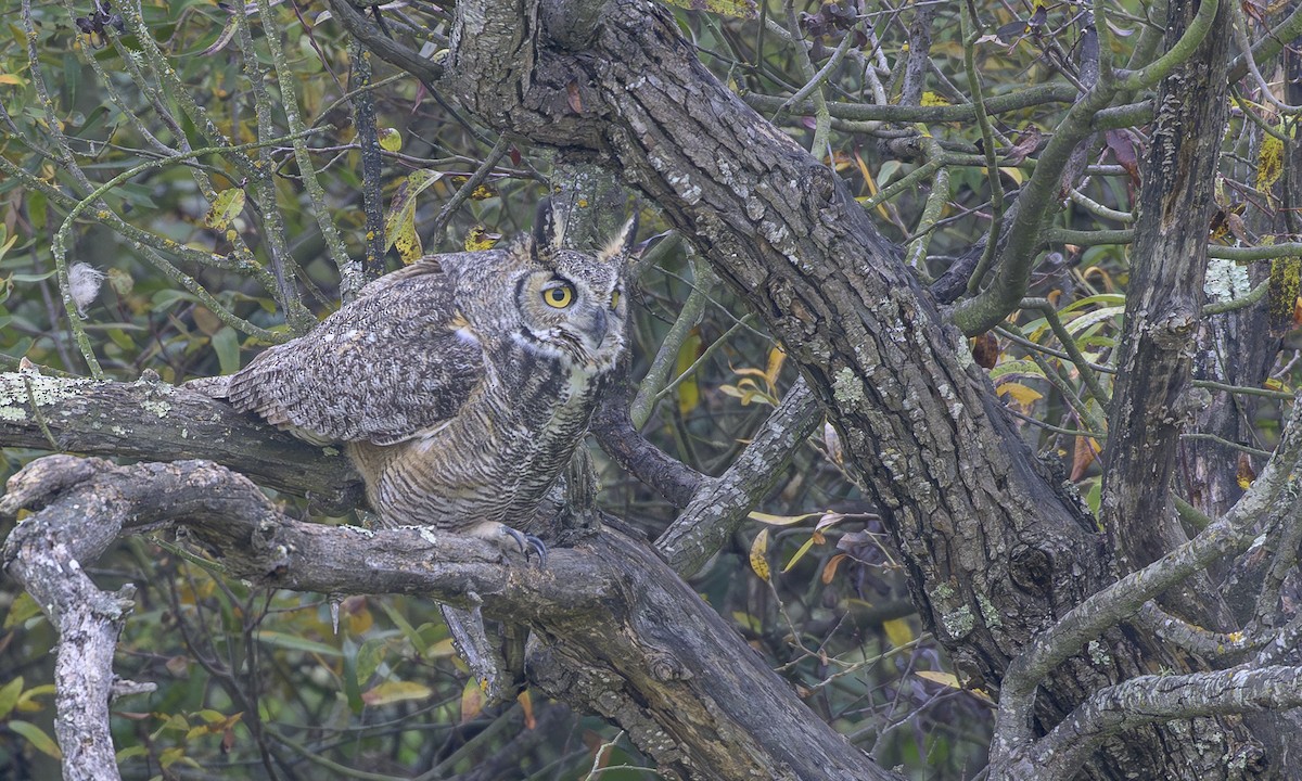 Great Horned Owl - ML646717283