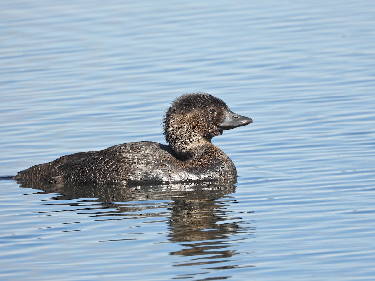 Musk Duck - ML646717284
