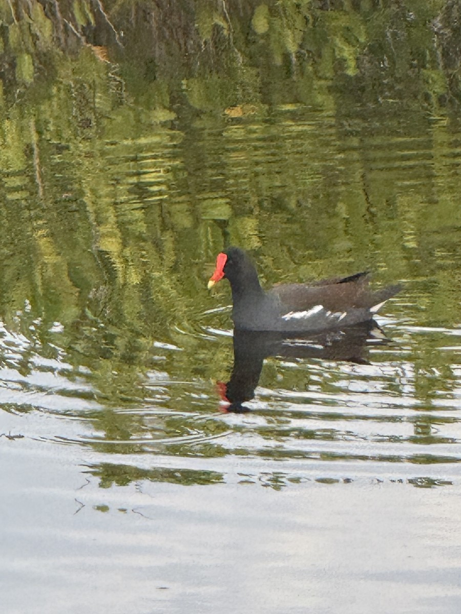 Common Gallinule - ML646717285