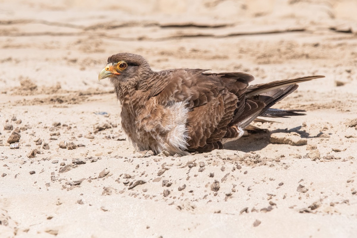 Chimango Caracara - ML646717286