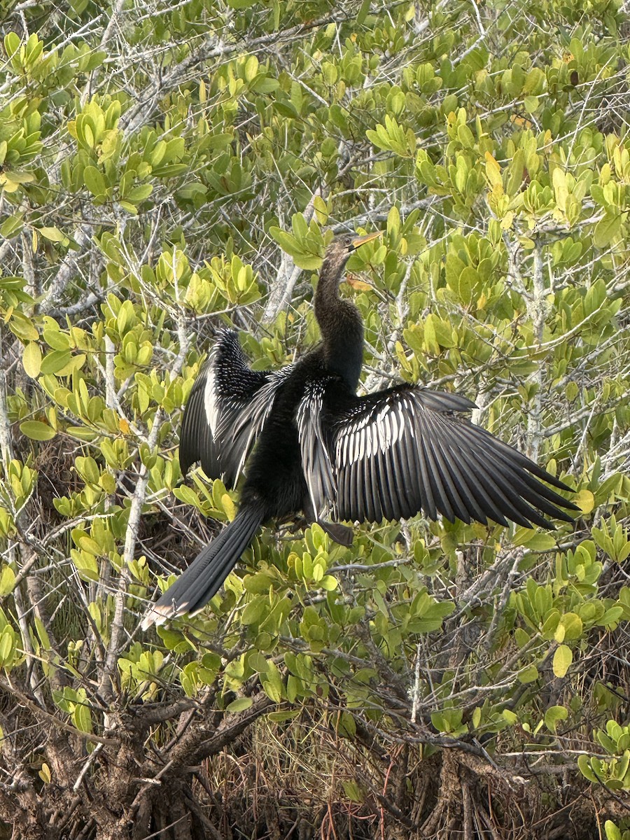 Anhinga - ML646717289