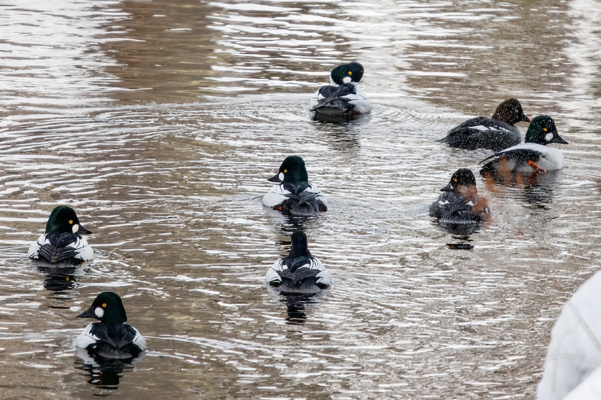 Common Goldeneye - ML646717292