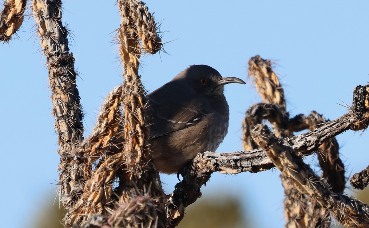 Curve-billed Thrasher (curvirostre Group) - ML646717293