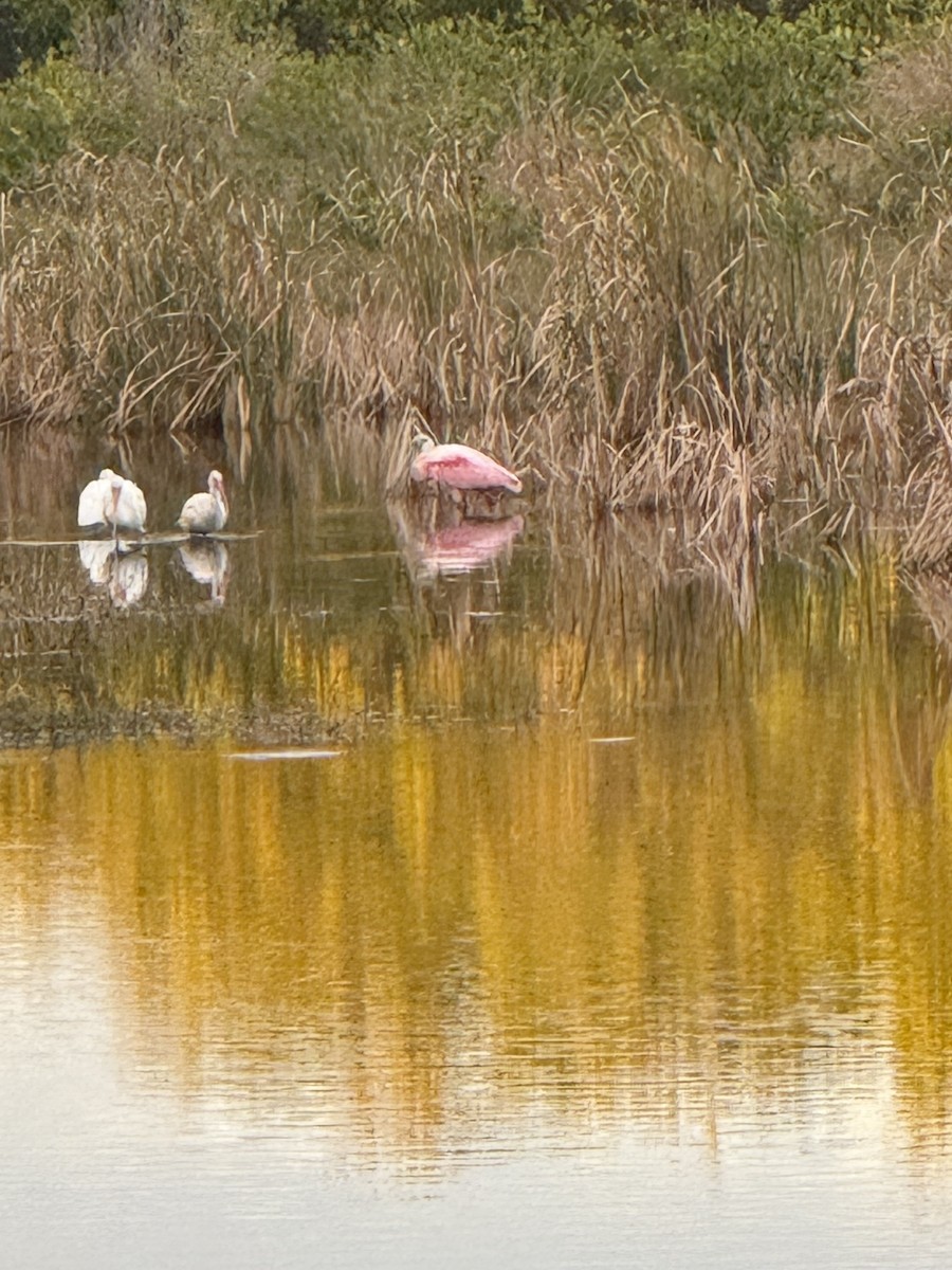 Roseate Spoonbill - ML646717294
