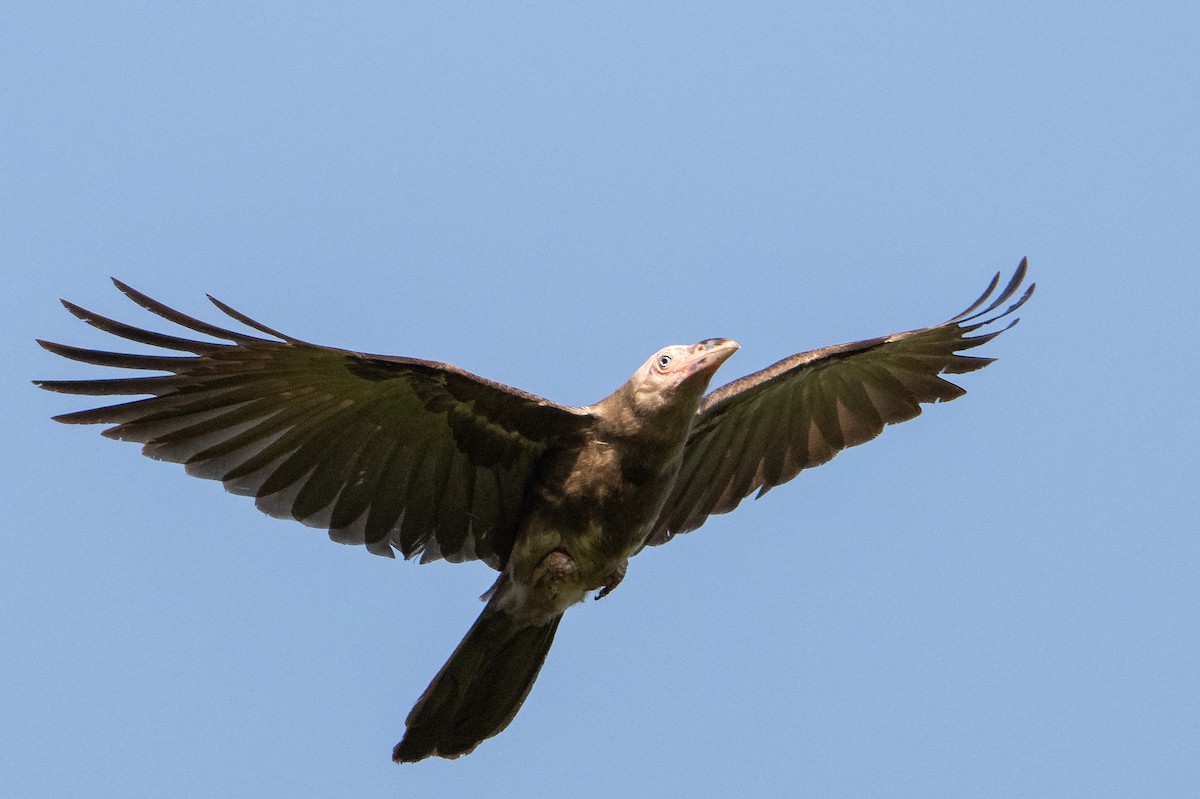 Gray Crow - ML646717295