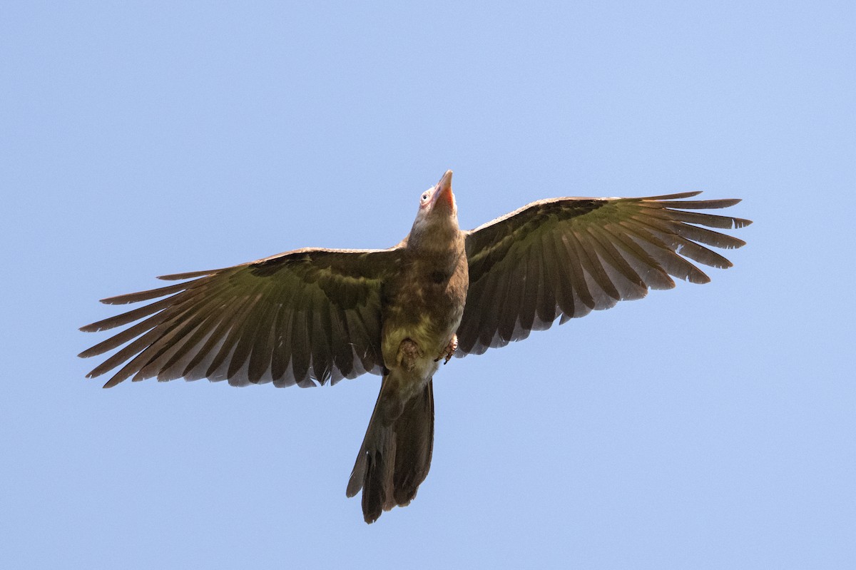 Gray Crow - ML646717297