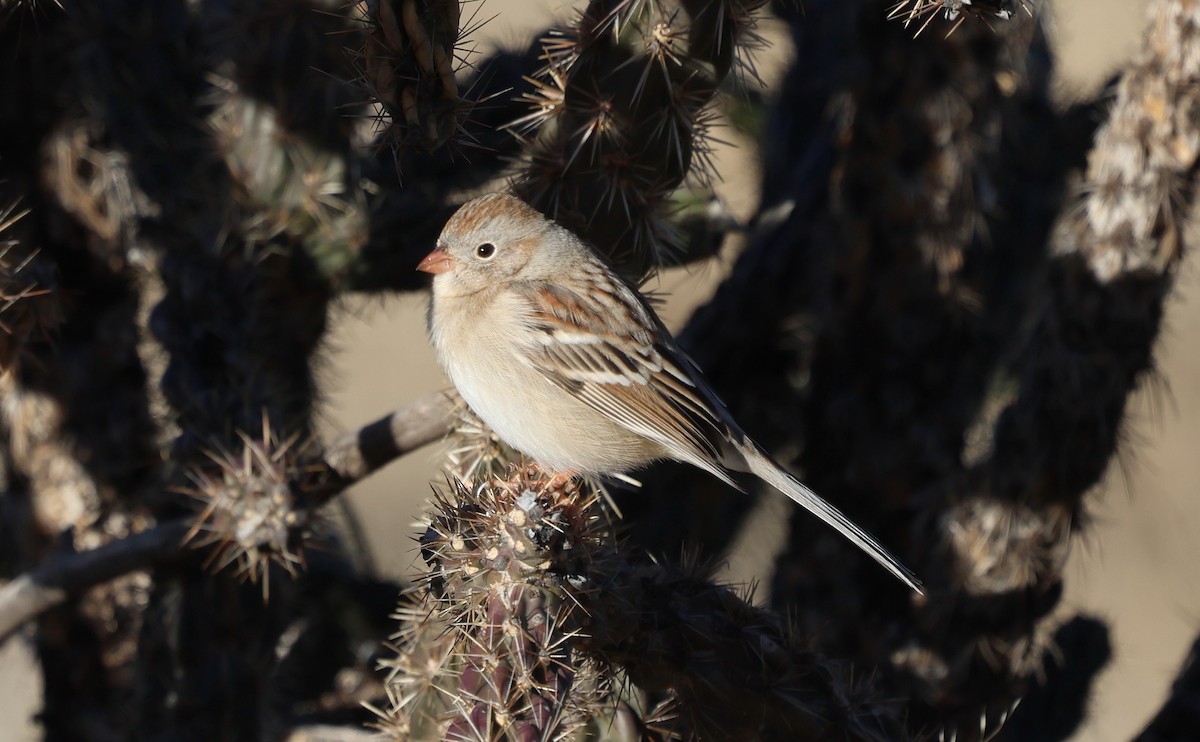 Field Sparrow - ML646717299