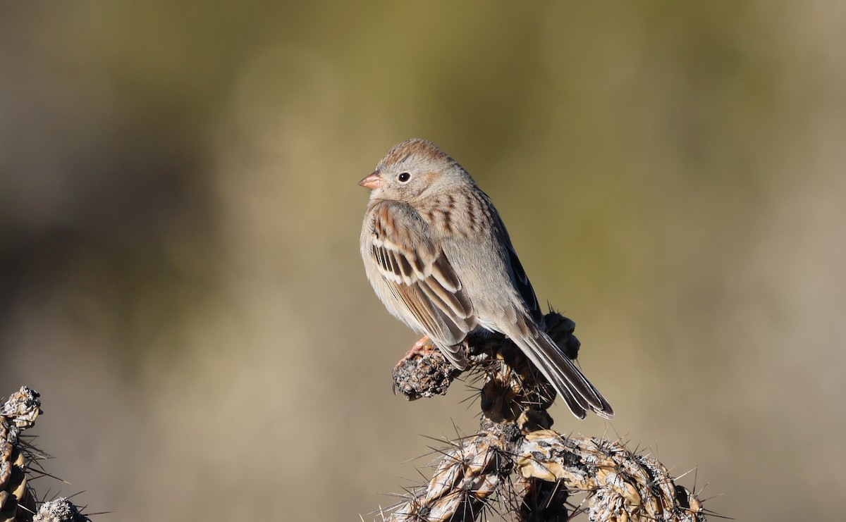 Field Sparrow - ML646717300