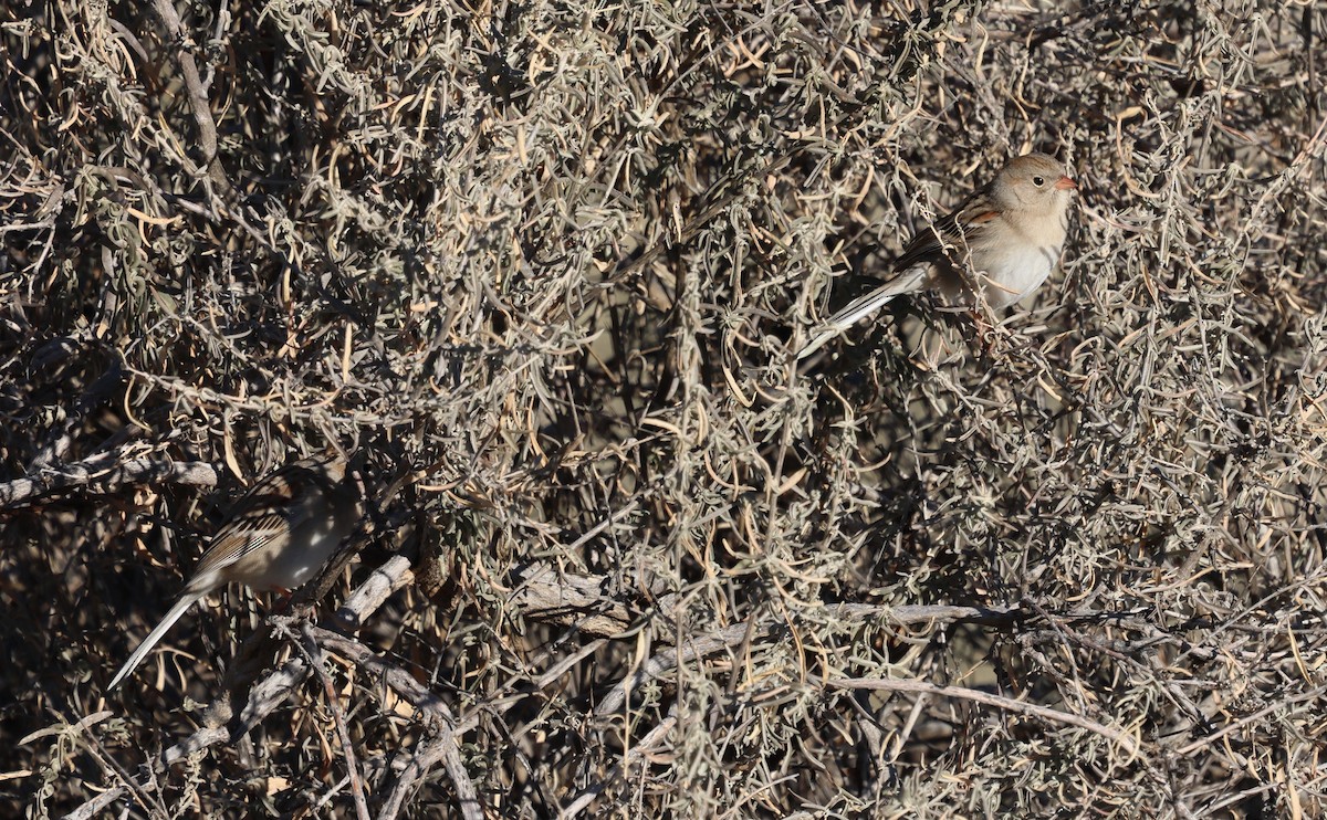 Field Sparrow - ML646717301