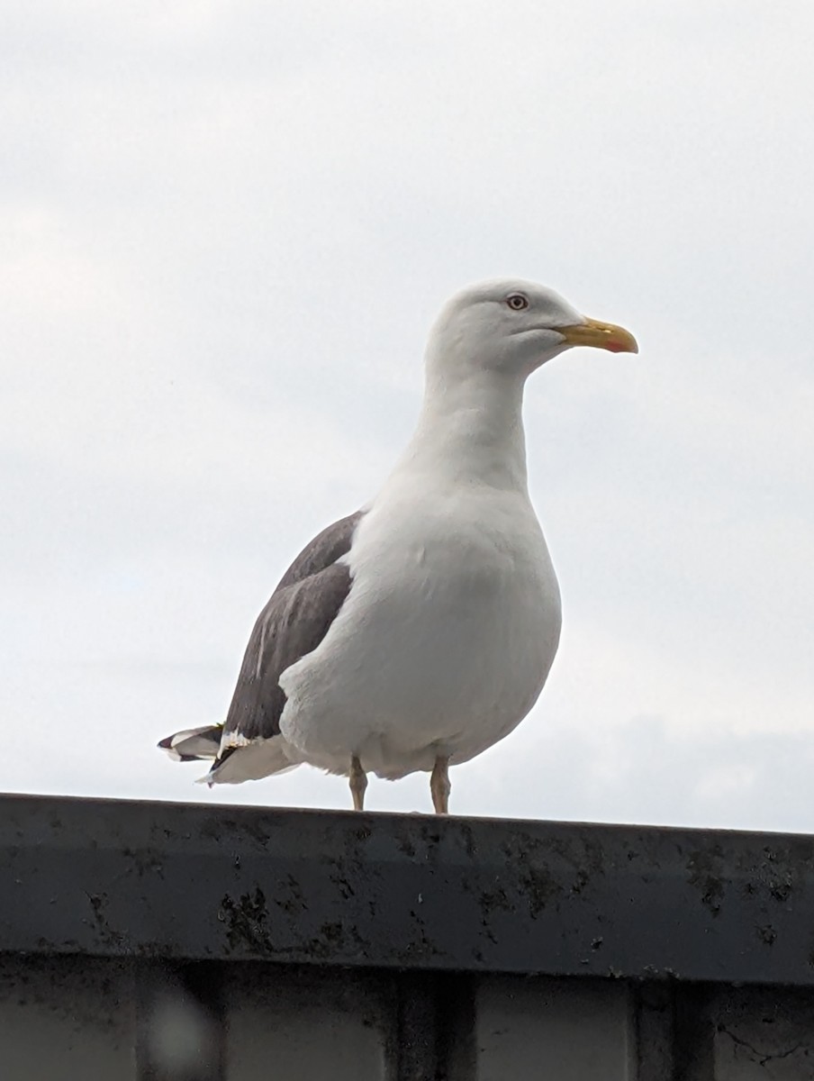 European Herring Gull - ML646717303