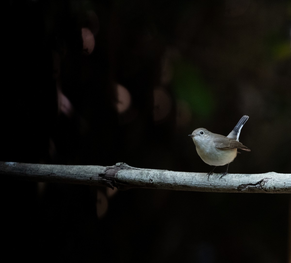 Taiga Flycatcher - ML646717305