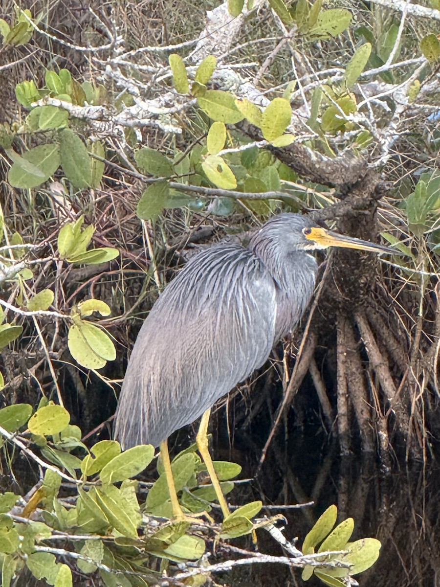Little Blue Heron - ML646717307