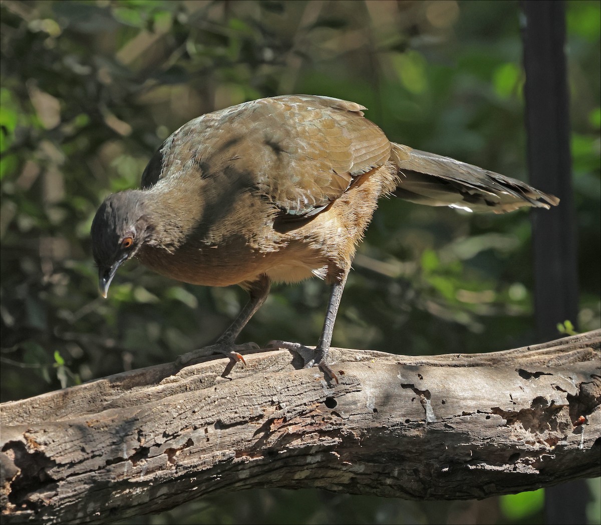 Plain Chachalaca - ML646717308