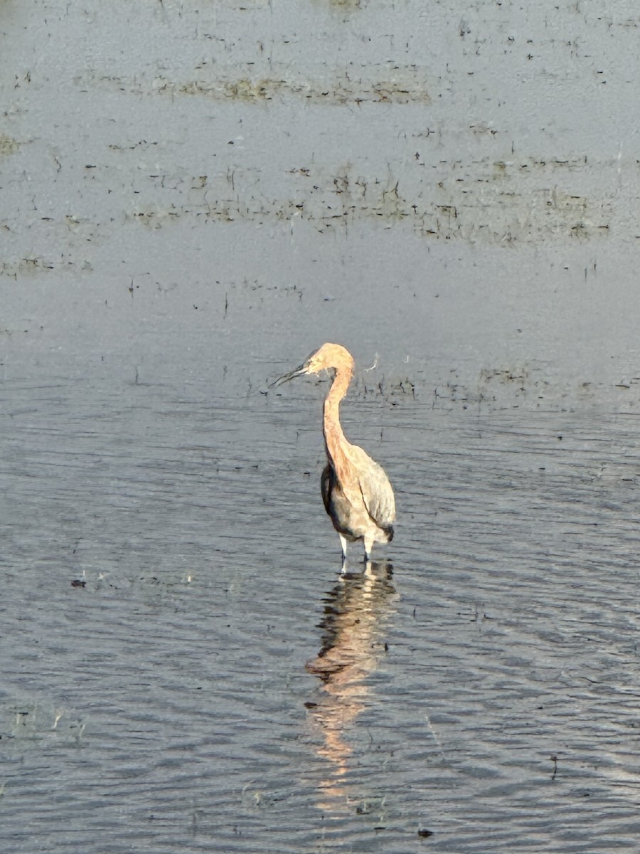 Reddish Egret - ML646717309