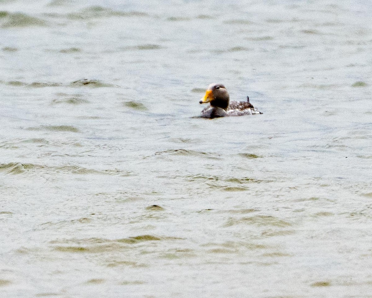 Flying Steamer-Duck - ML646717310