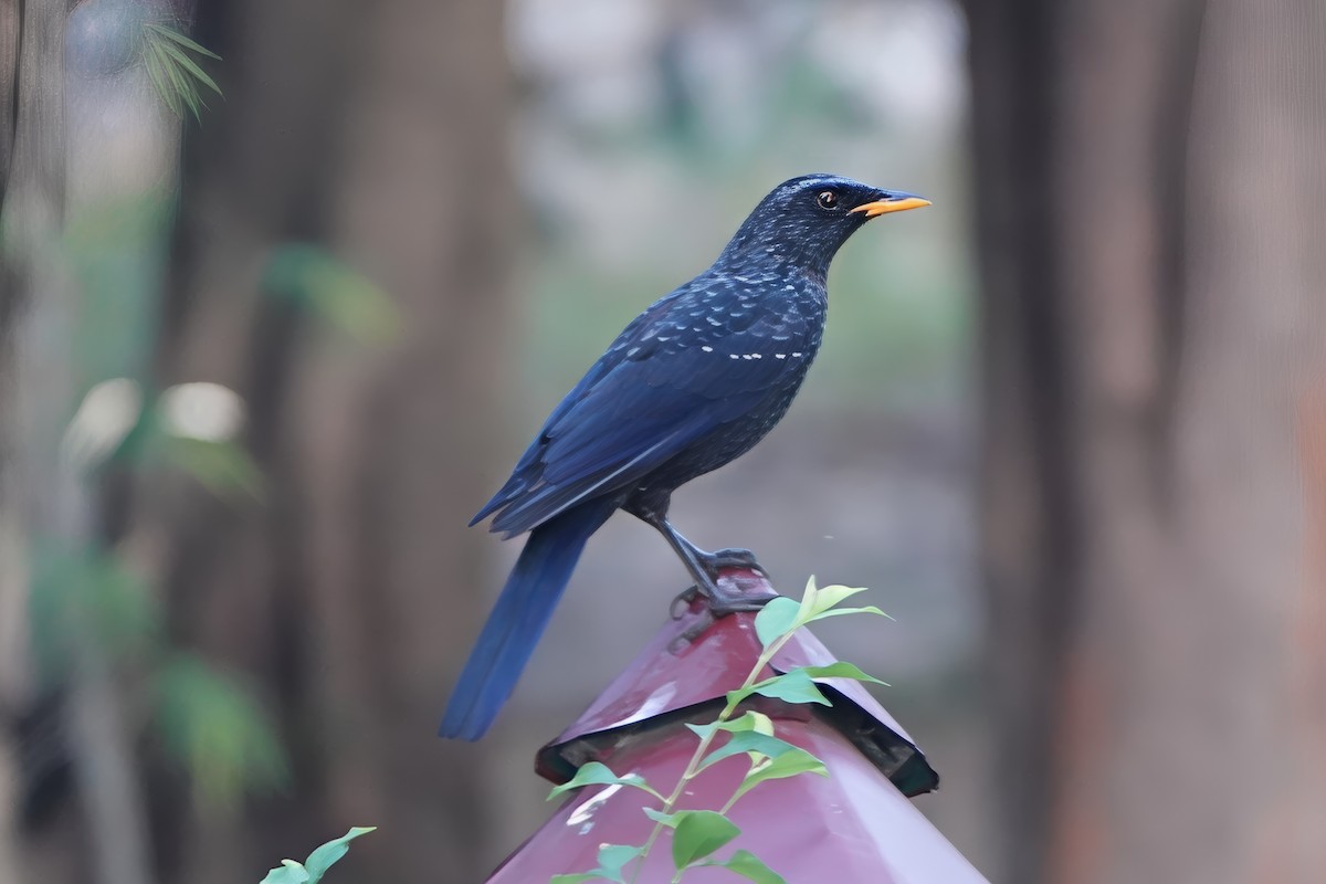 Blue Whistling-Thrush - ML646717312