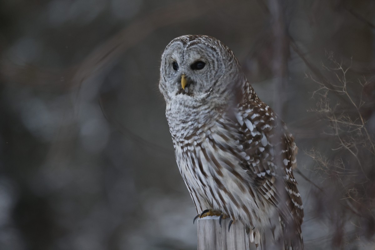 Barred Owl - ML646717313