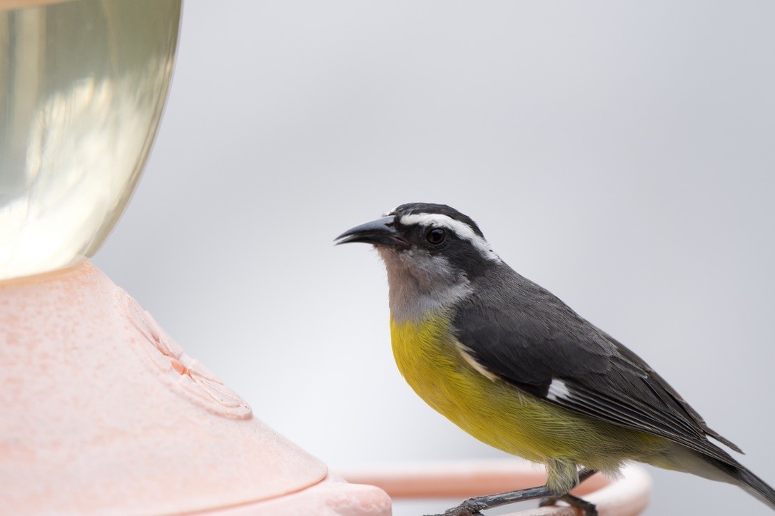 Bananaquit - ML646717317