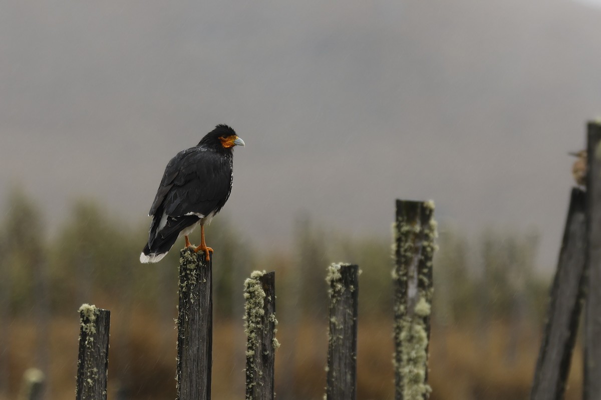 Carunculated Caracara - ML646717320