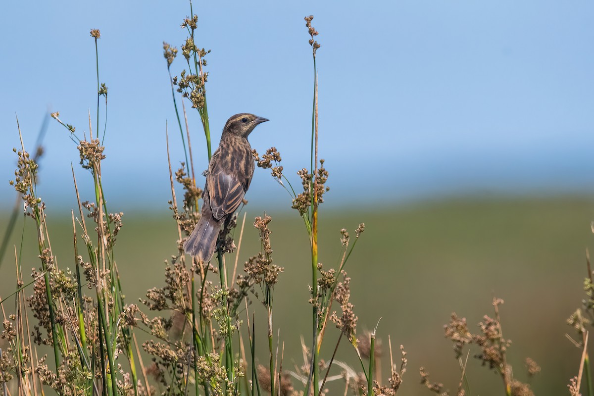 Yellow-winged Blackbird - ML646717325