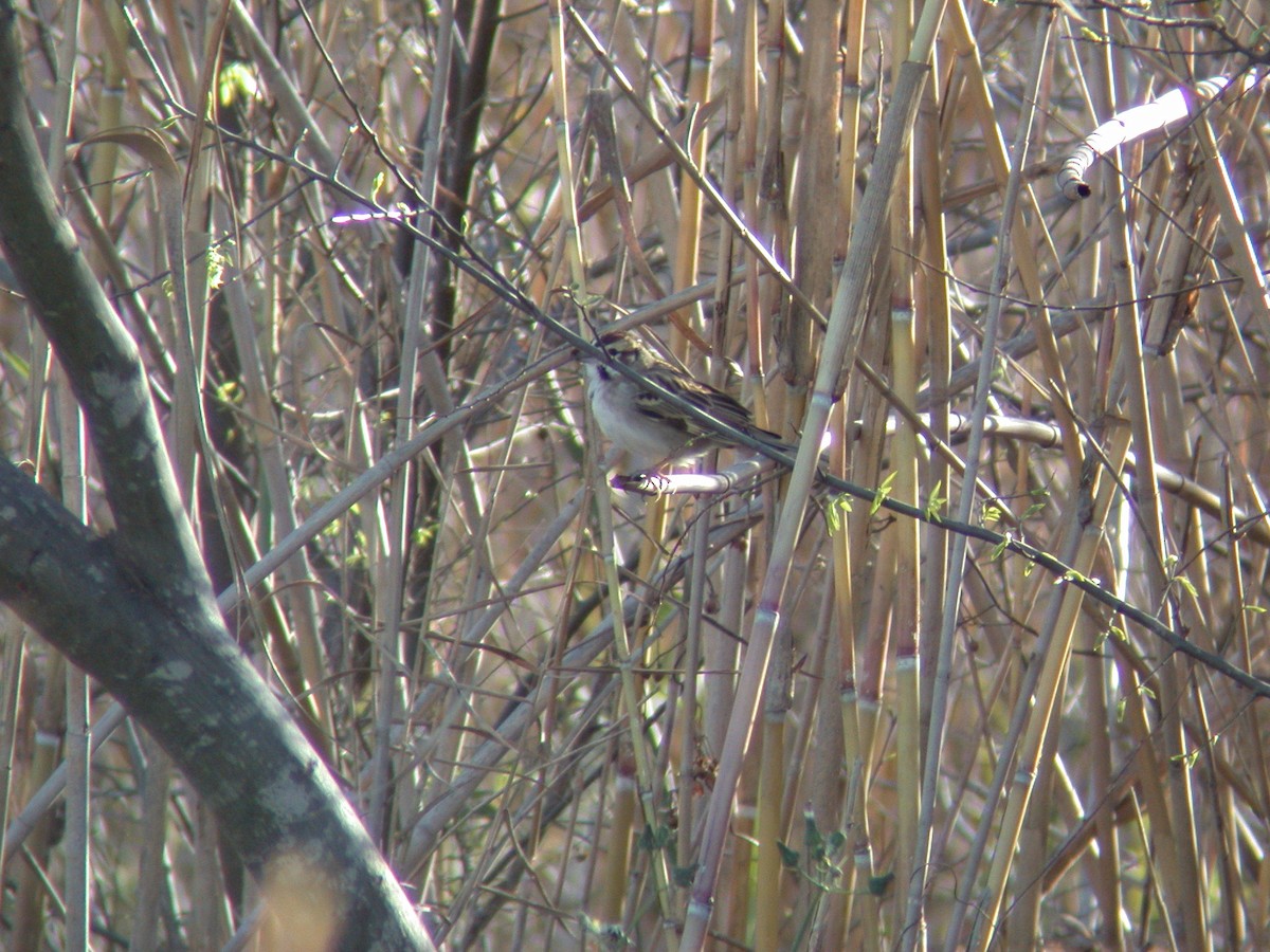 Lark Sparrow - ML646717326