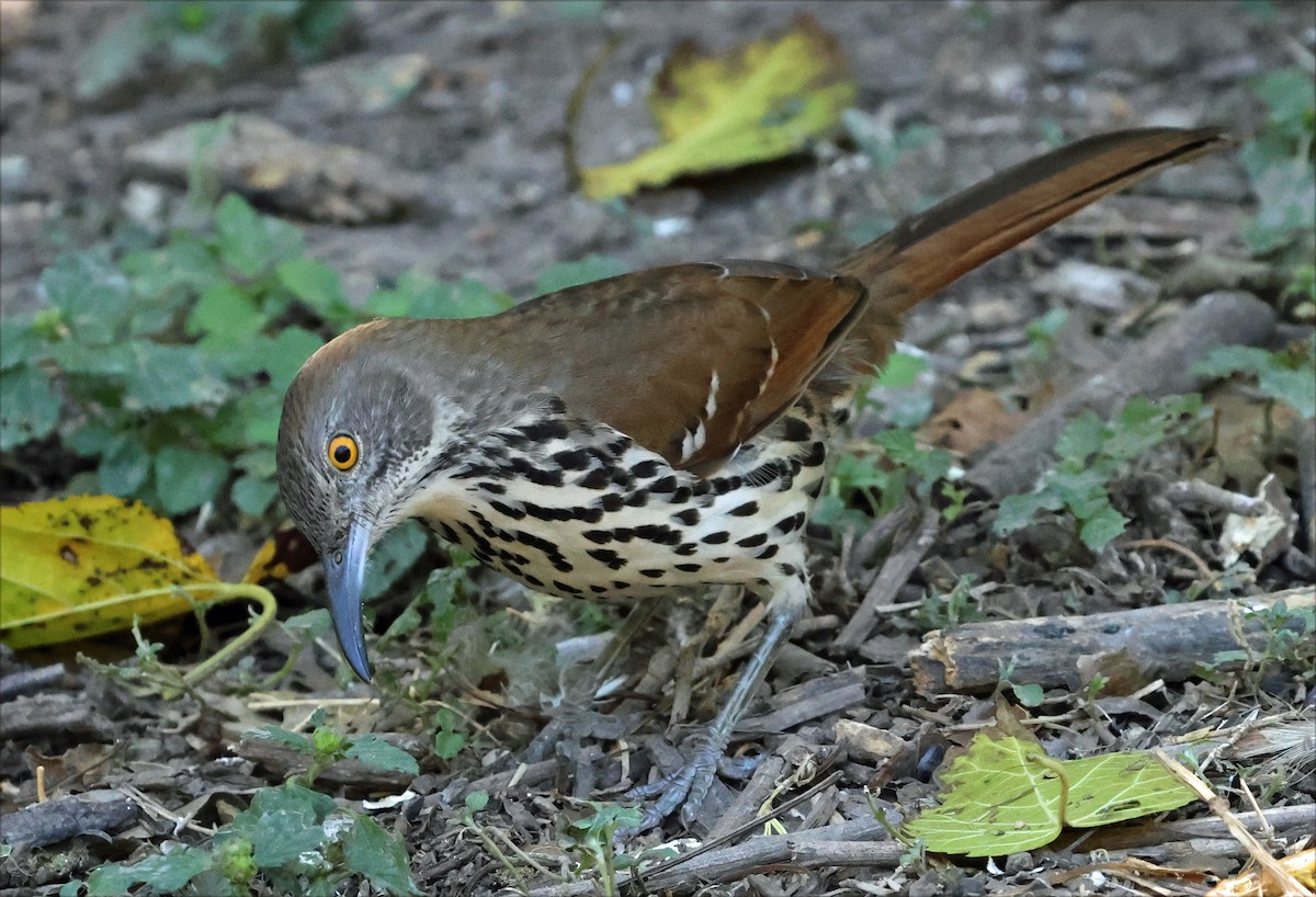 Long-billed Thrasher - ML646717327