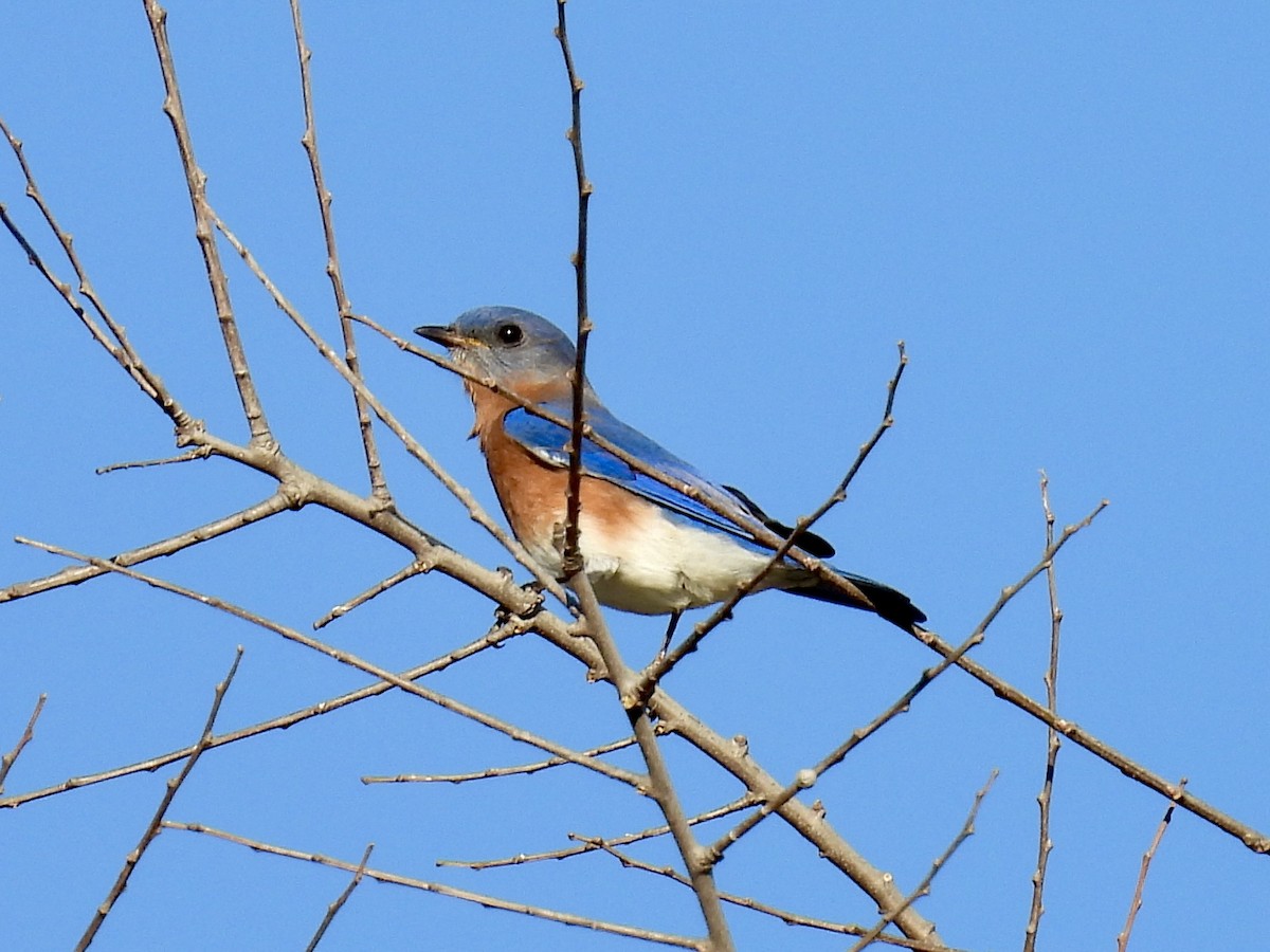 Восточная сиалия - ML646717328