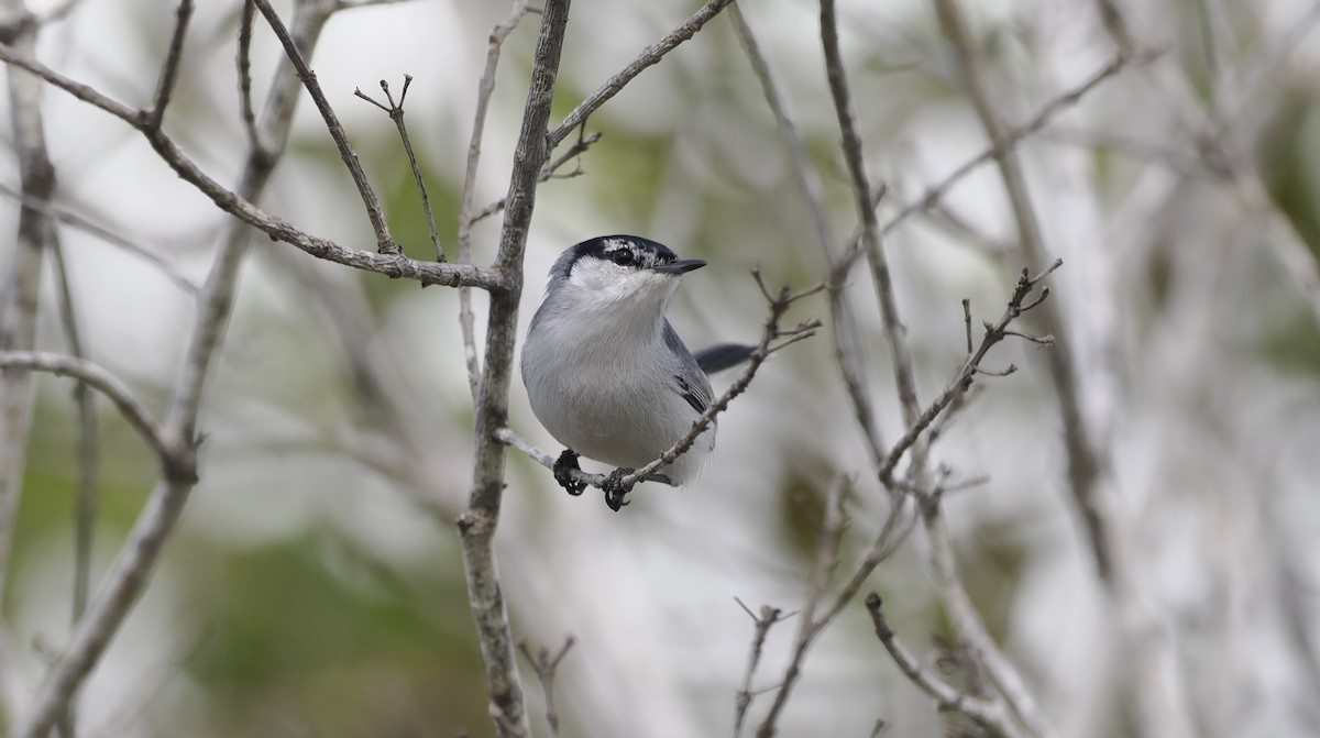 Yucatan Gnatcatcher - ML646717330