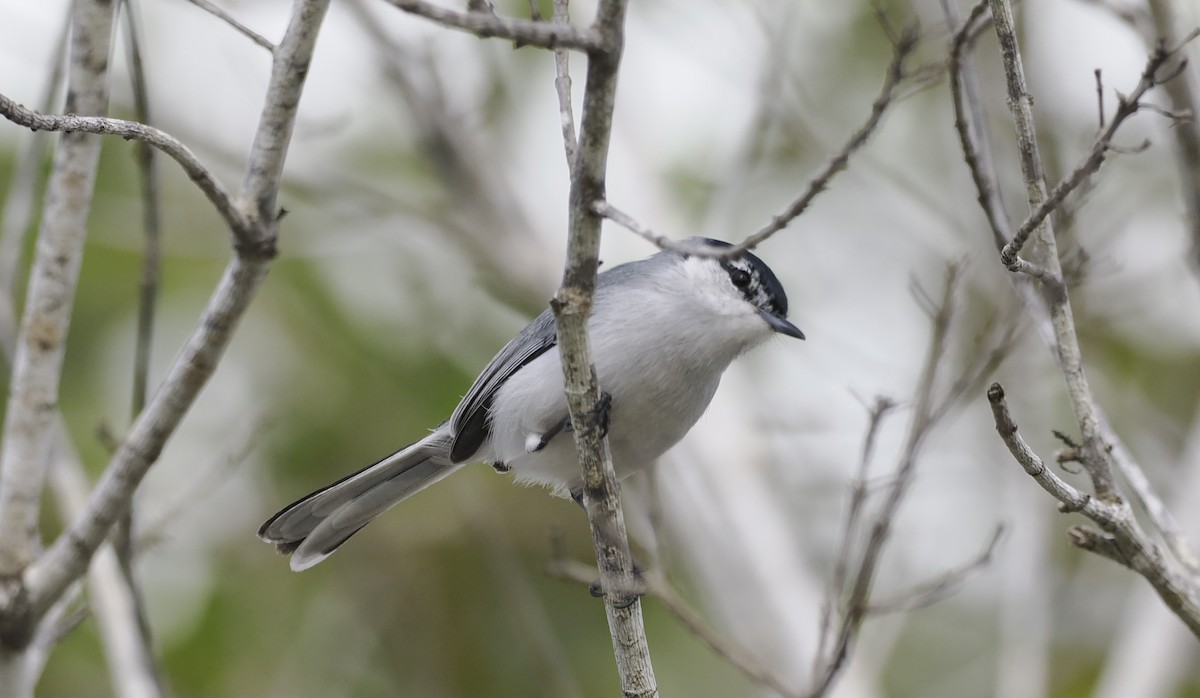 Yucatan Gnatcatcher - ML646717331