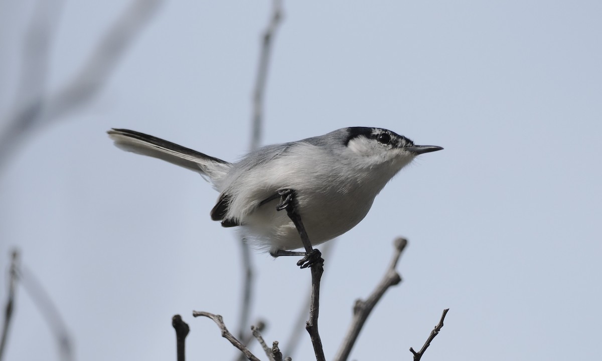 Yucatan Gnatcatcher - ML646717332