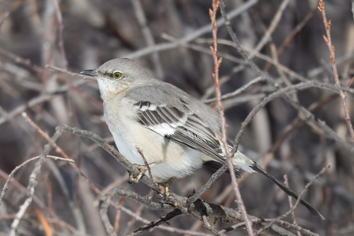 Northern Mockingbird - ML646717333