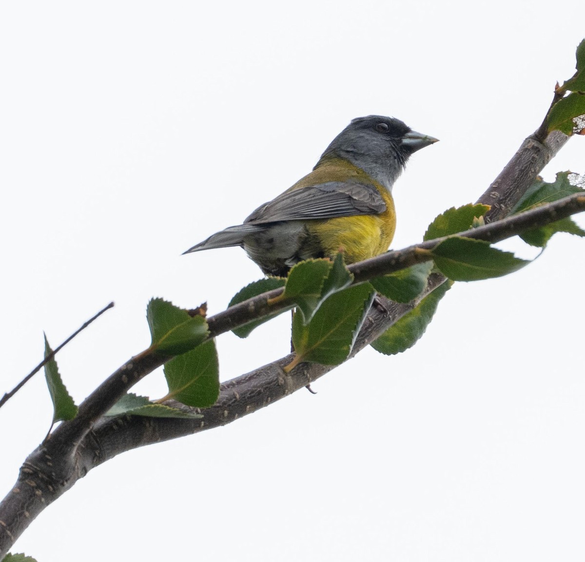 Patagonian Sierra Finch - ML646717336