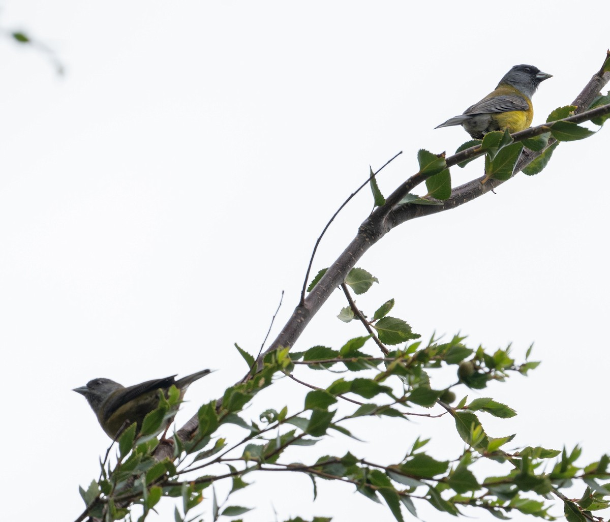 Patagonian Sierra Finch - ML646717337