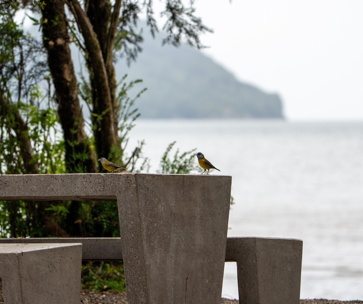 Patagonian Sierra Finch - ML646717338