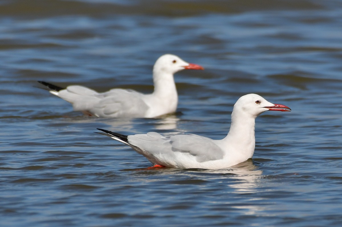 Slender-billed Gull - ML646717340