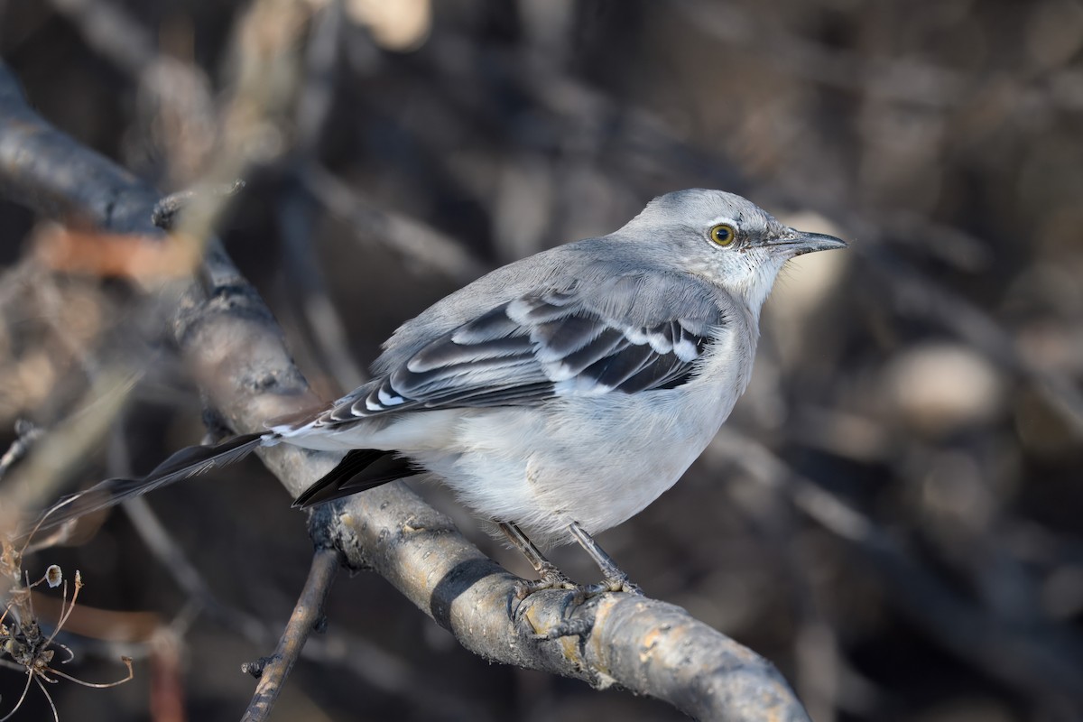 Northern Mockingbird - ML646717341