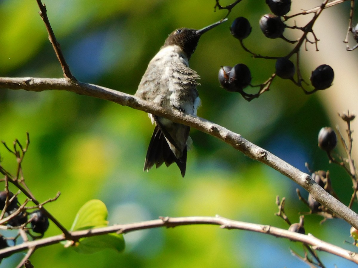 Colibri à gorge rubis - ML646717342