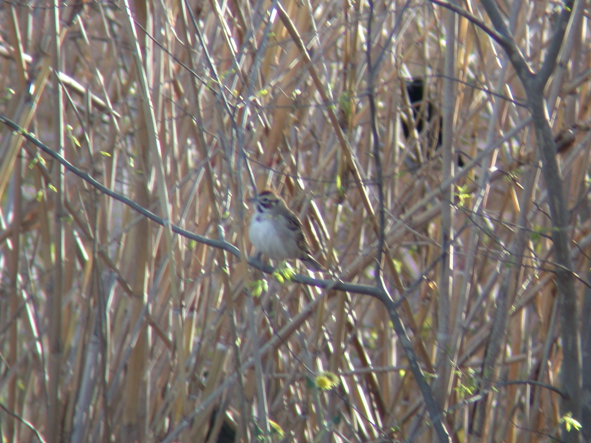 Lark Sparrow - ML646717344