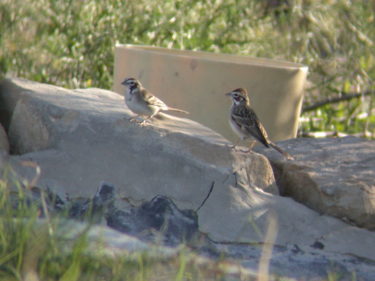 Lark Sparrow - ML646717347
