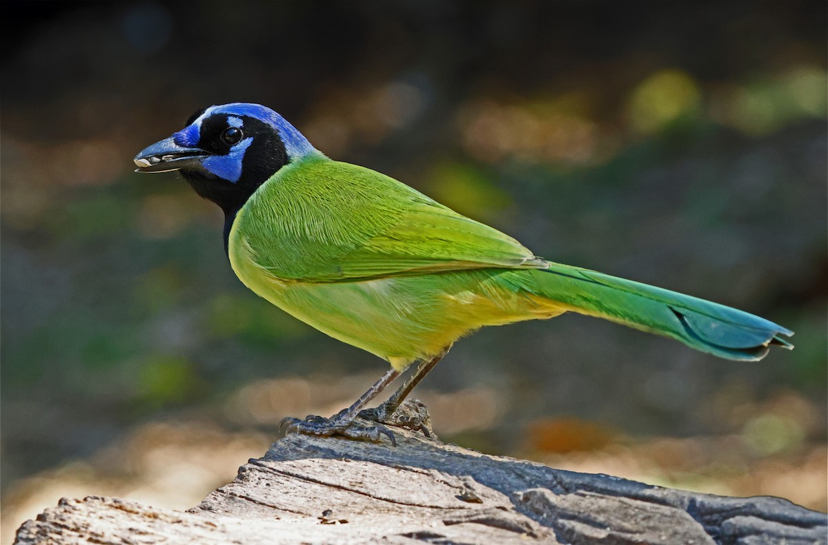 Перуанская сойка [группа luxuosus] - ML646717349