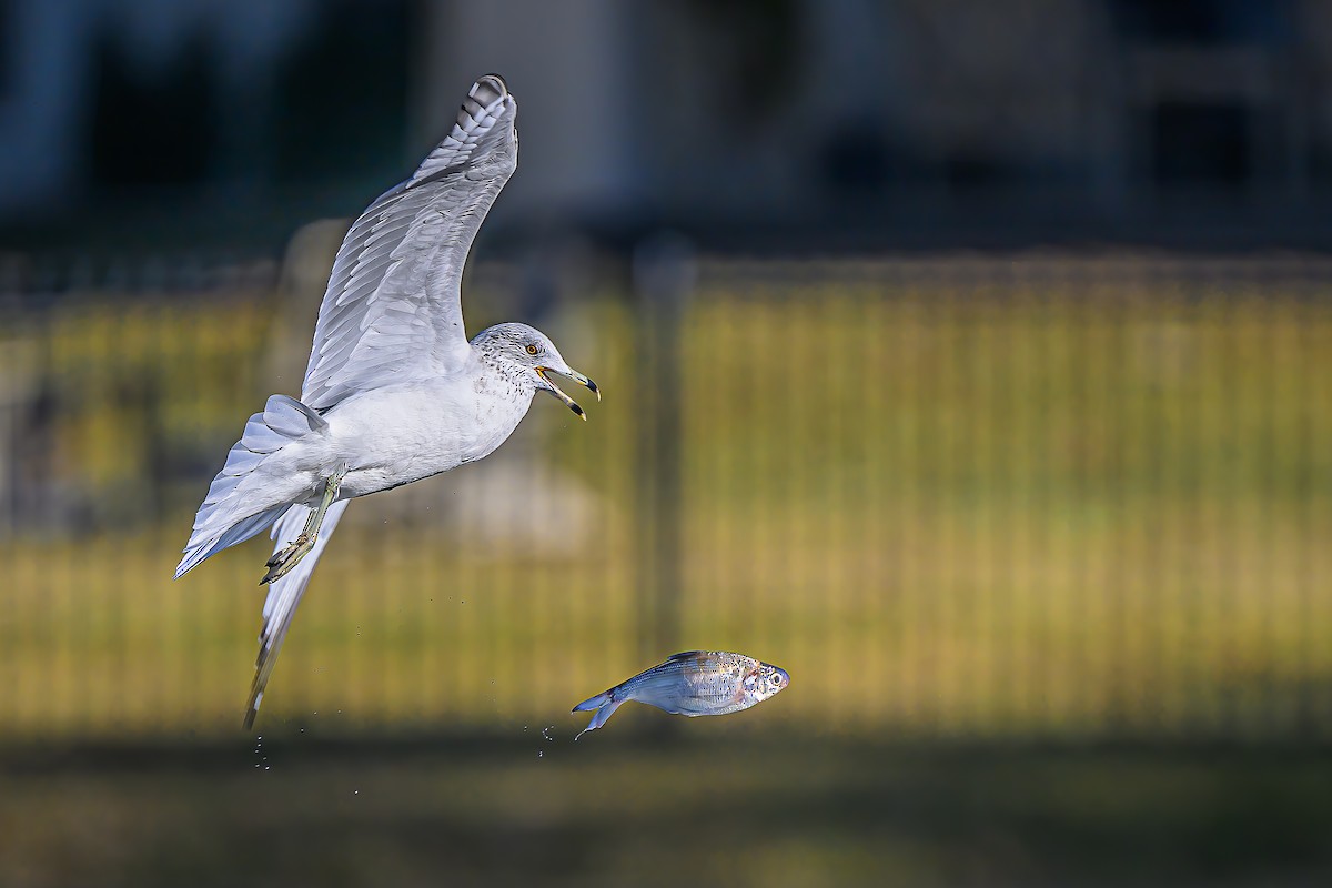 Мартин делаверський - ML646717350