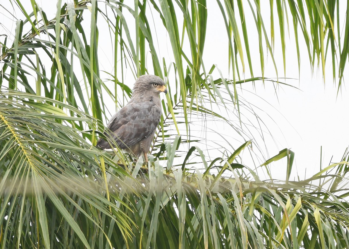 Серогрудый змееяд - ML646717351