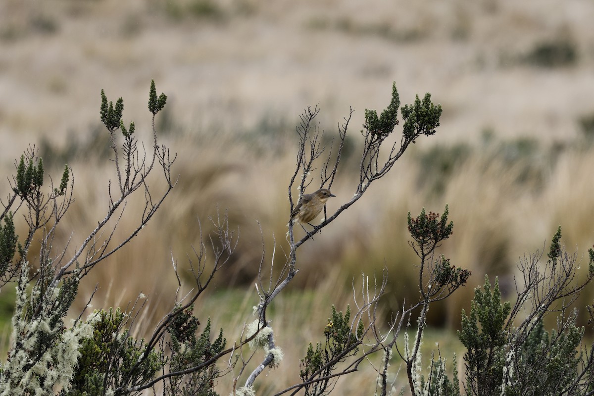 Tawny Antpitta - ML646717352