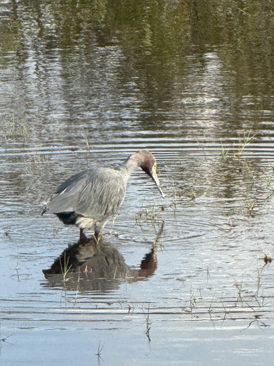 volavka modrošedá - ML646717353