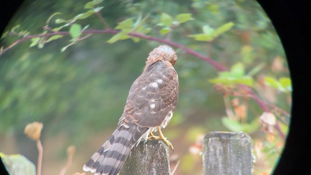 Яструб чорноголовий - ML646717354