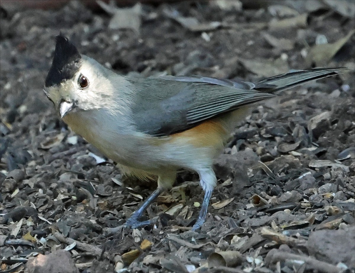 sýkora černochocholatá - ML646717356